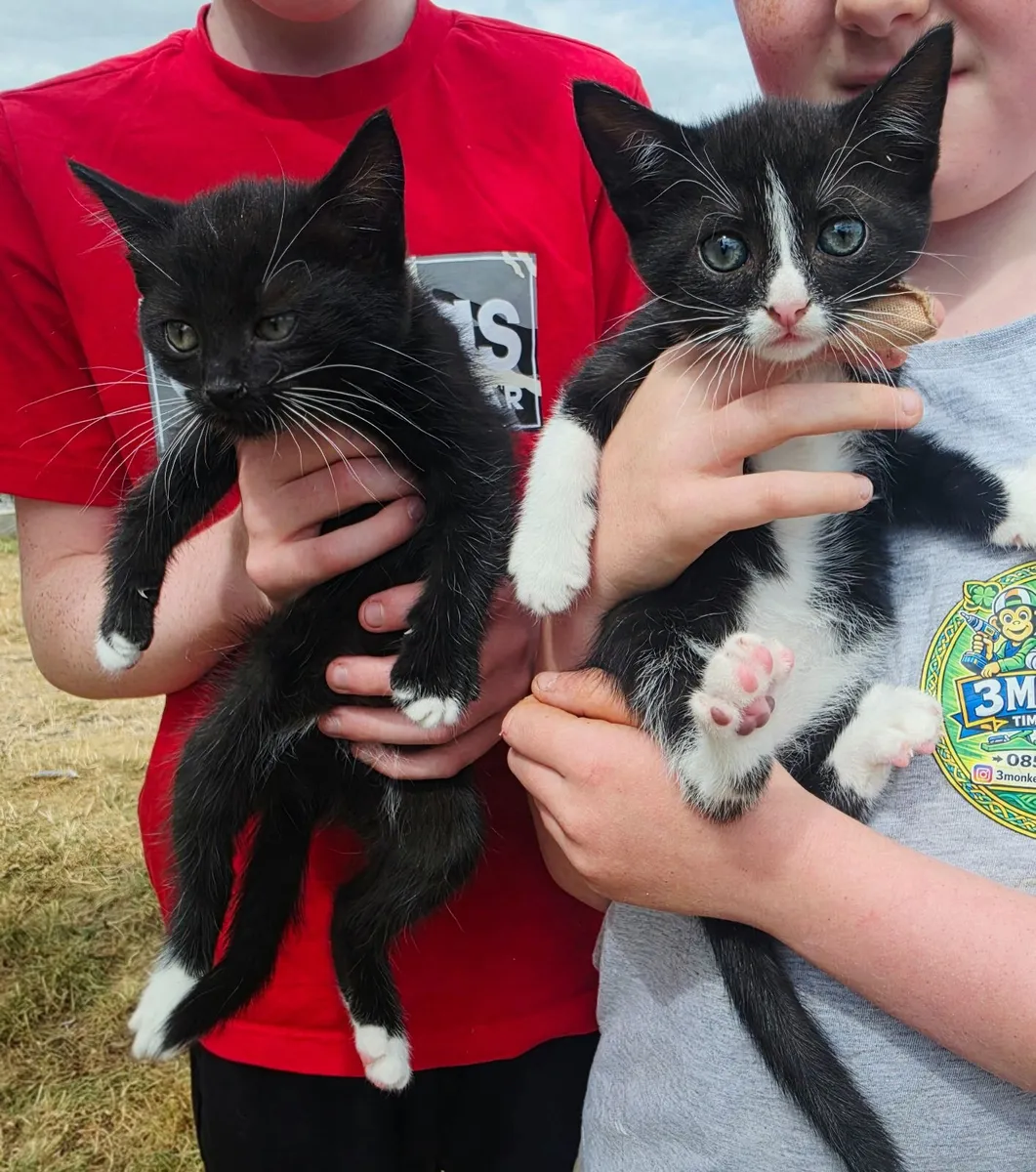 Kittens - Image 4