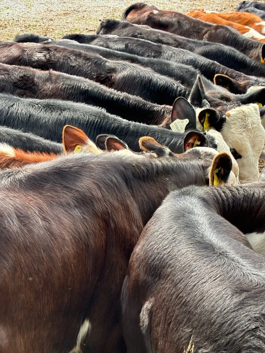 RUNNERS 4 MONTHS HEX HEIFERS/BULLS - Image 4