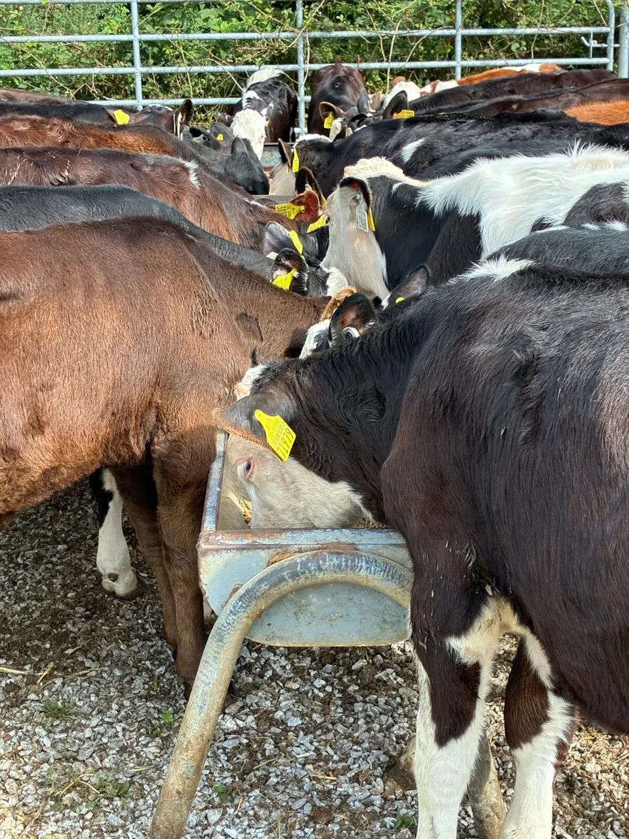 RUNNERS 4 MONTHS HEX HEIFERS/BULLS - Image 1