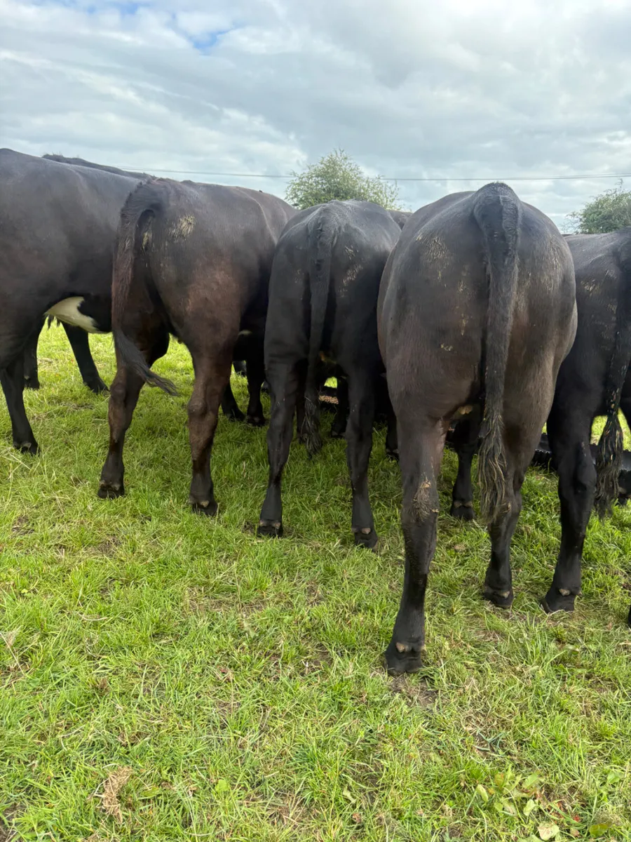 10 x Angus heifers - Image 2