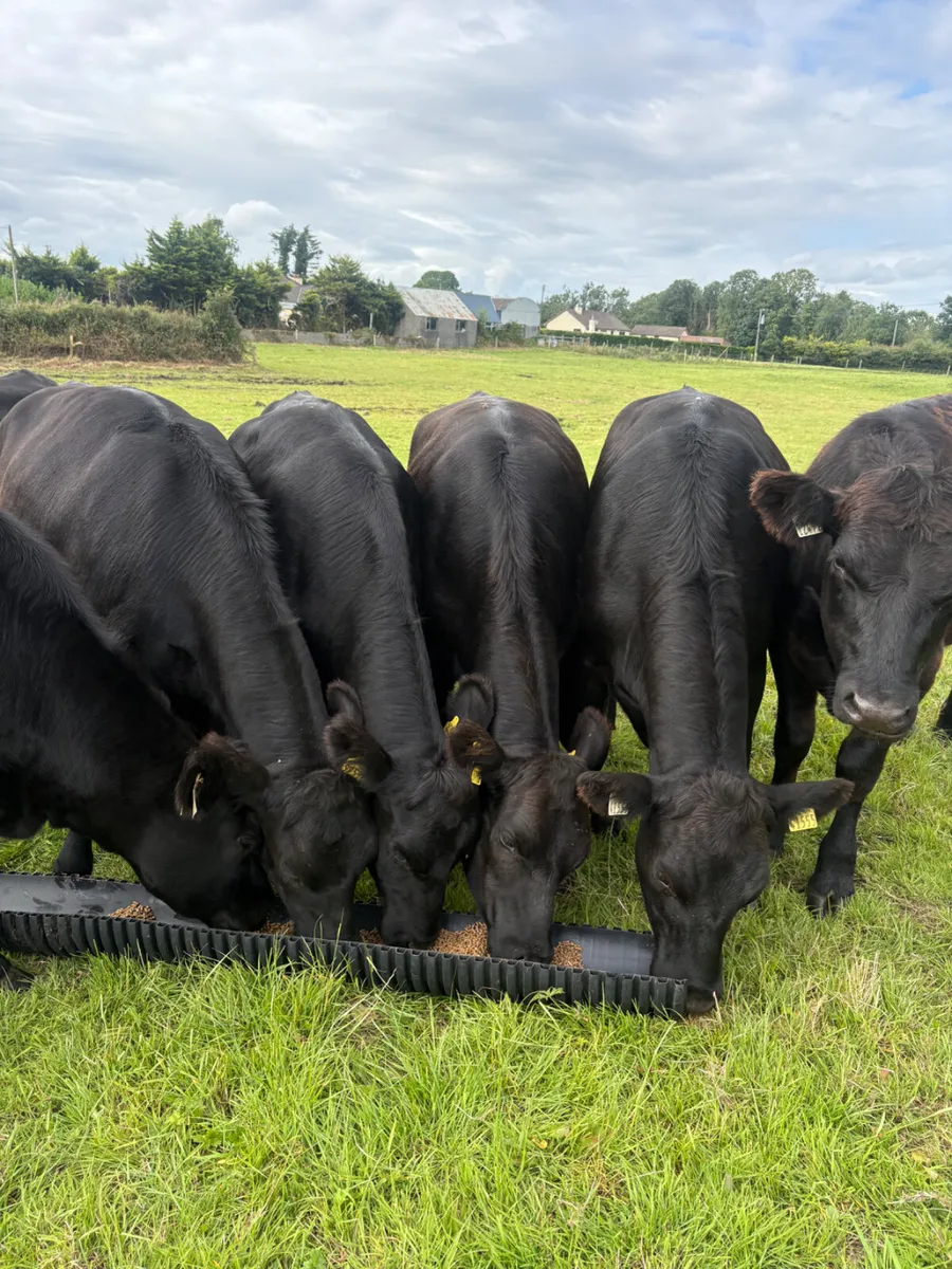 10 x Angus heifers - Image 1