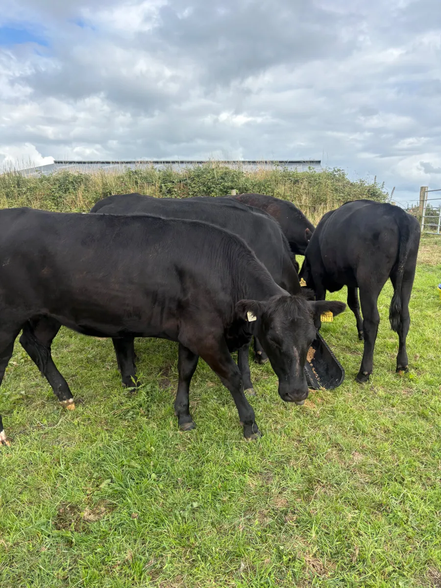 10 x Angus heifers - Image 4