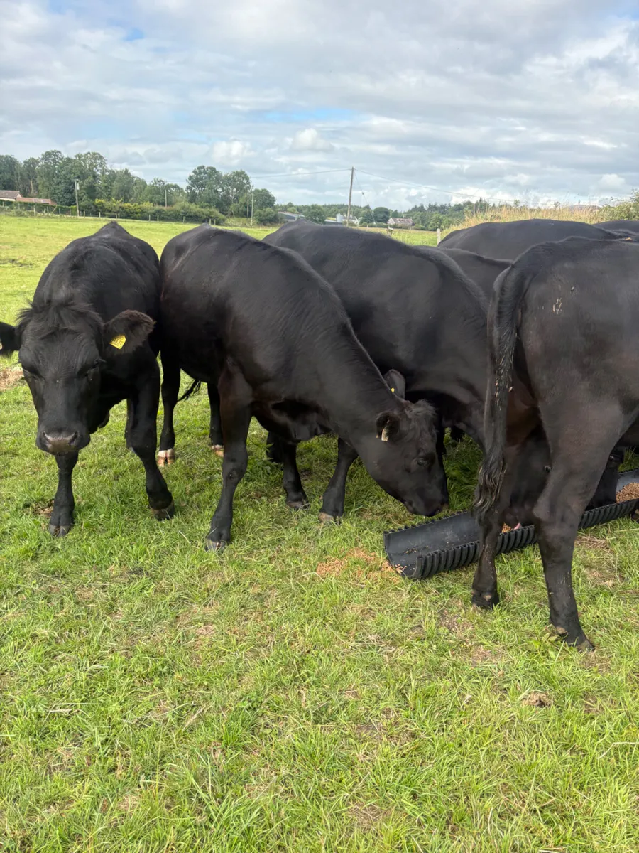 10 x Angus heifers - Image 3