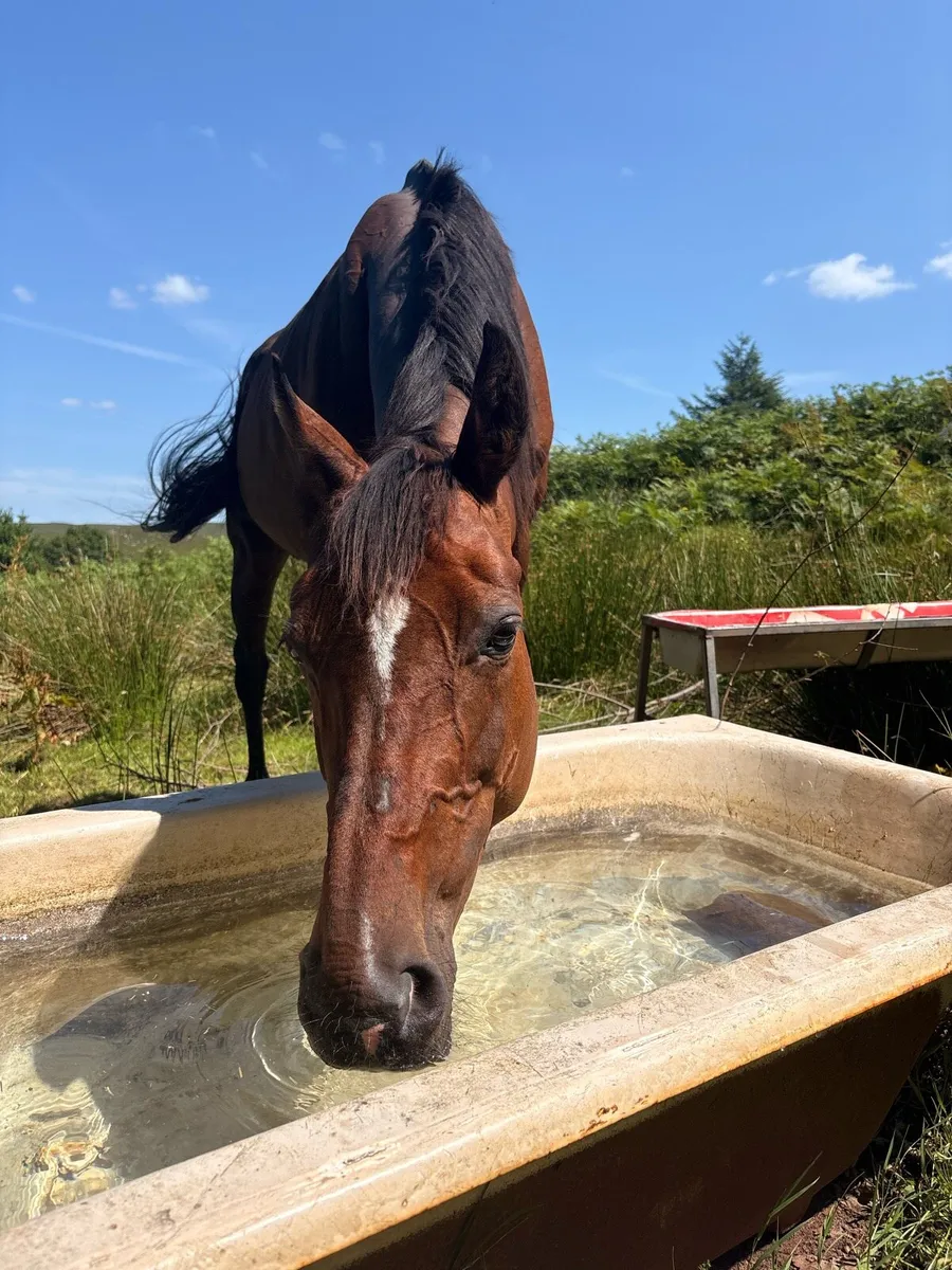 Thoroughbred mare - Image 4