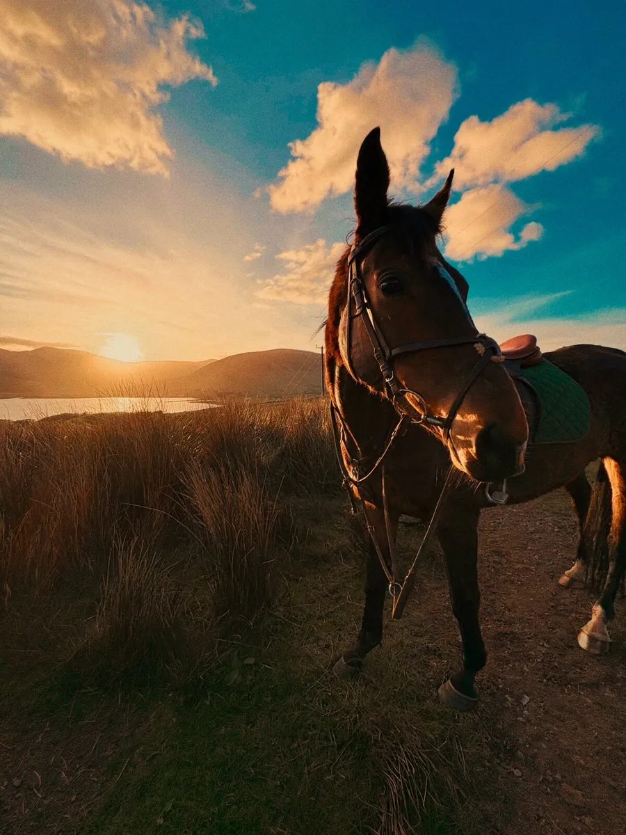 Thoroughbred mare - Image 1