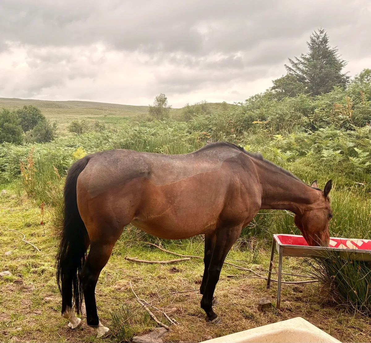 Thoroughbred mare - Image 2