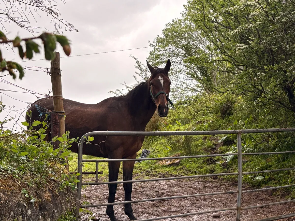 Thoroughbred mare - Image 3