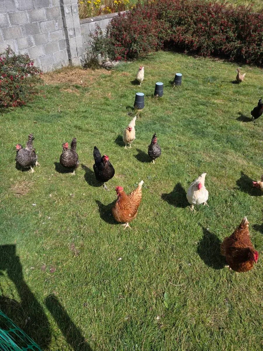 Chickens Roosters & Chicks - Image 1