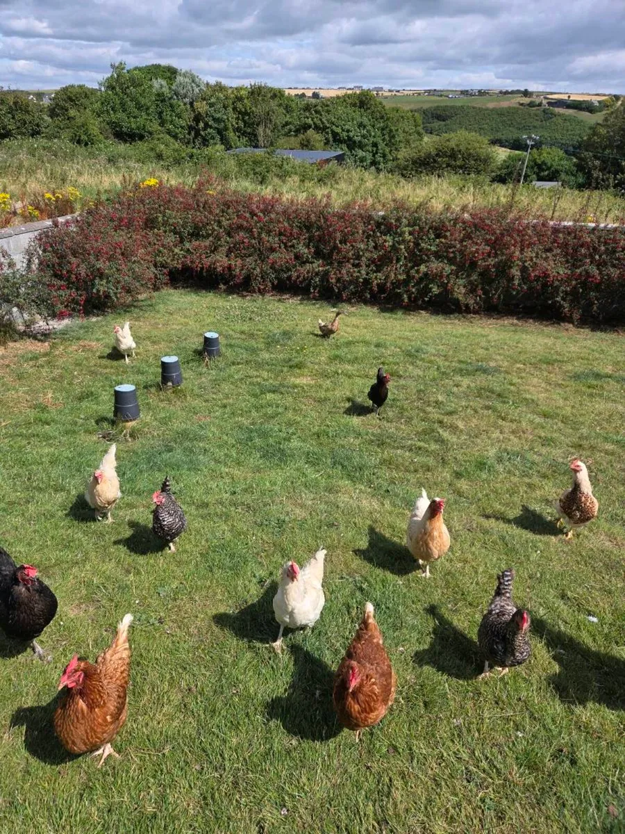 Chickens Roosters & Chicks - Image 2