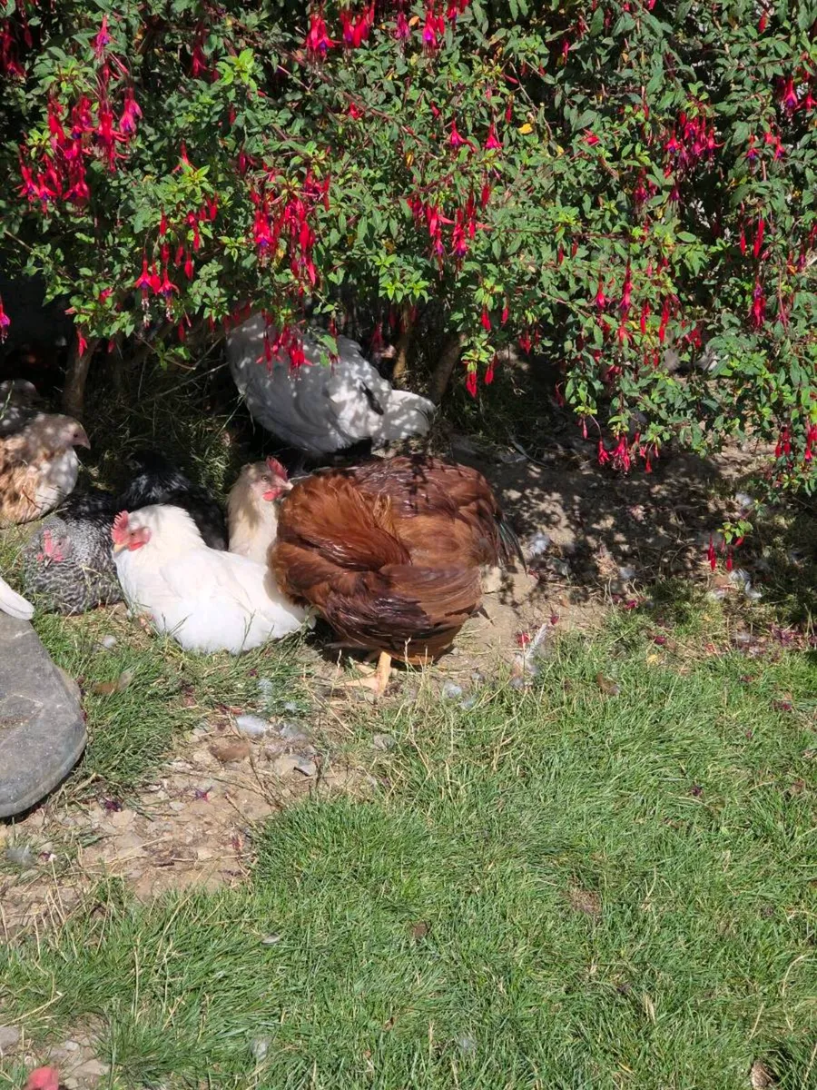 Chickens Roosters & Chicks - Image 3