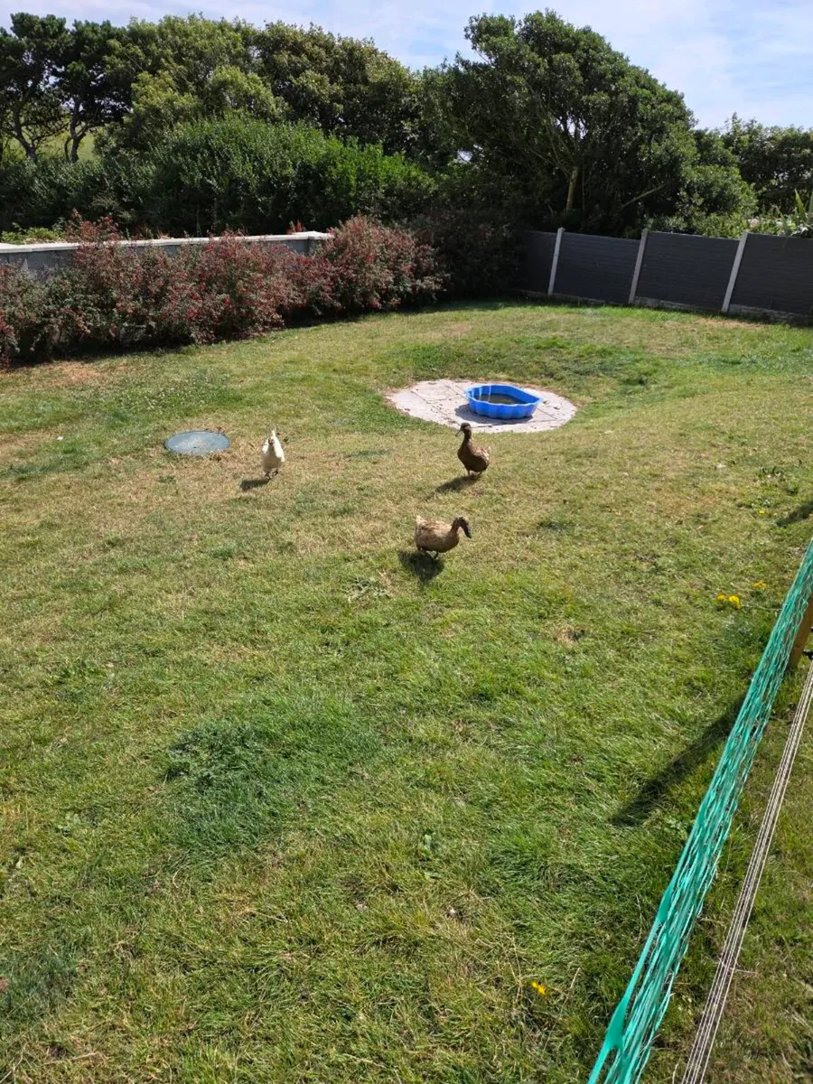 Chickens Roosters & Chicks - Image 4