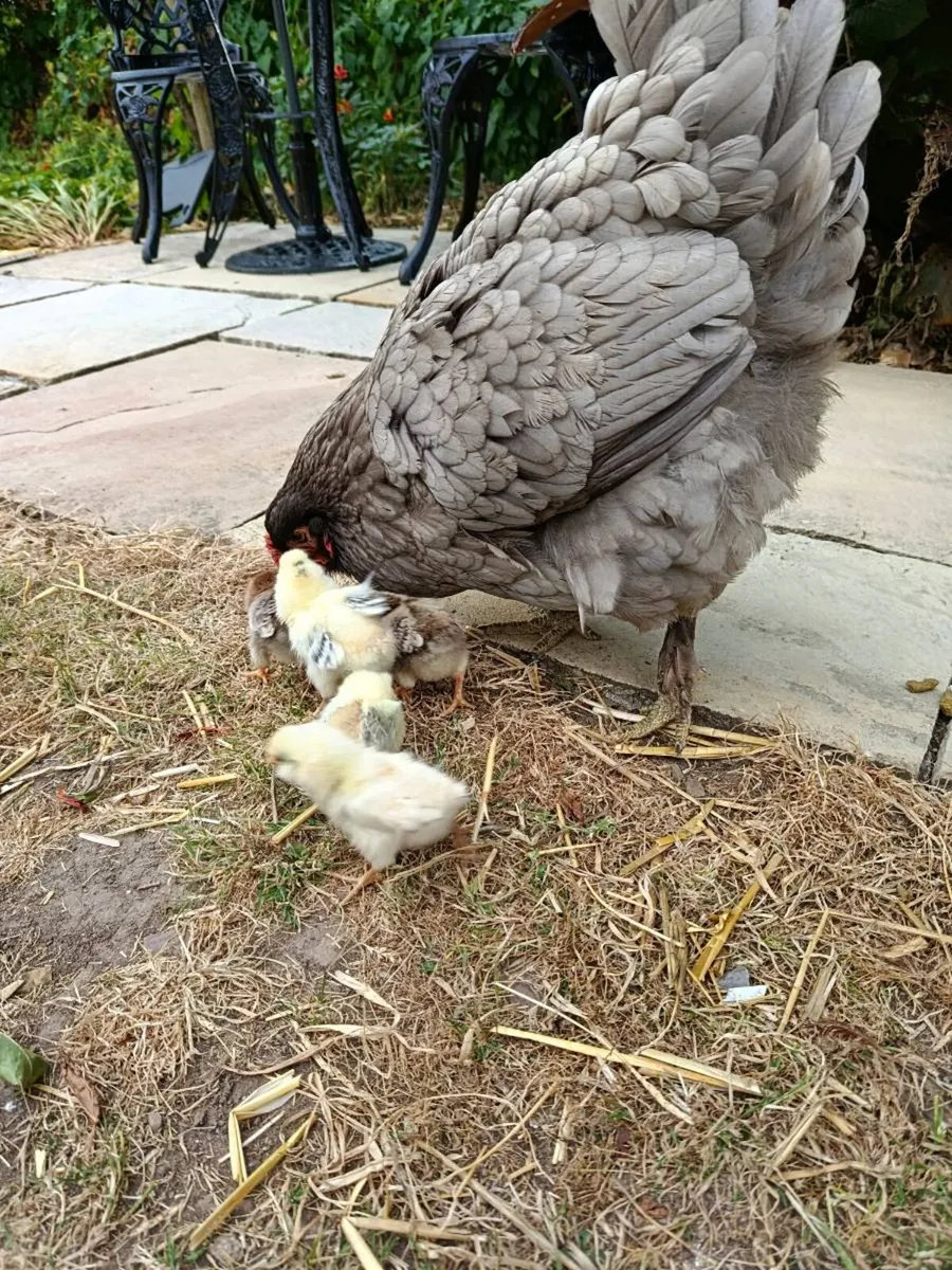 Hen and Chicks - Image 3