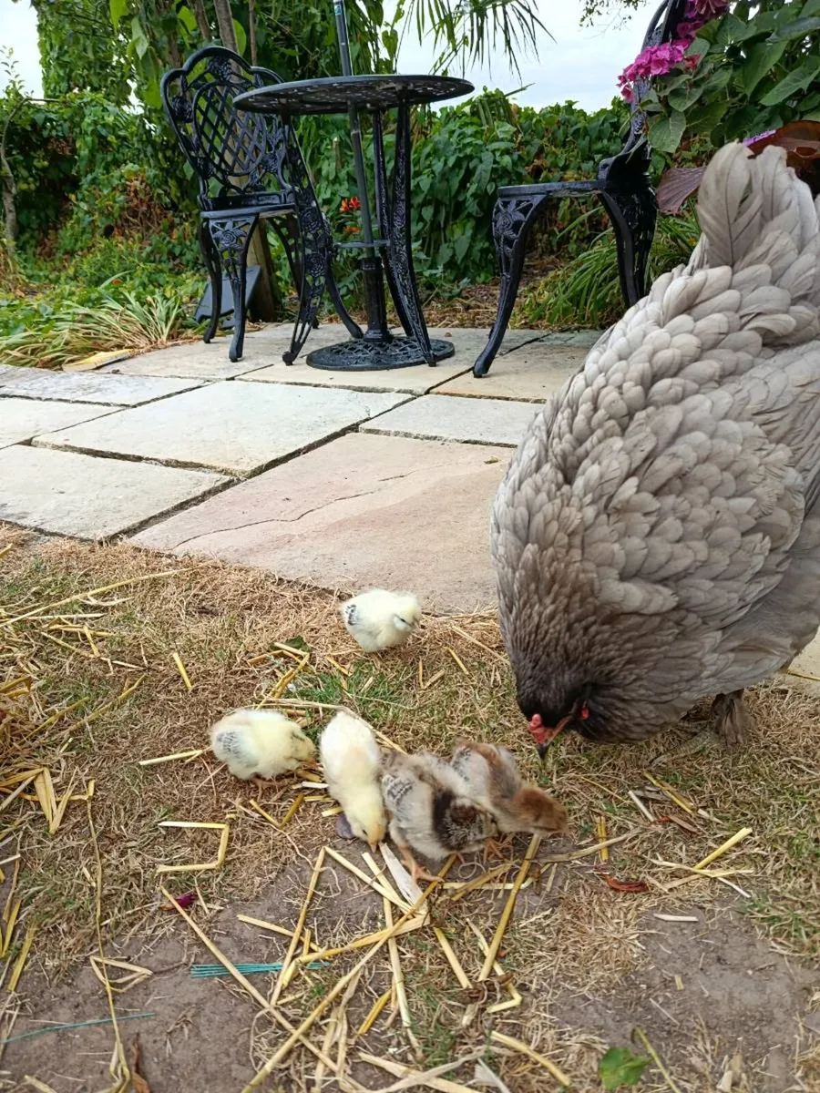 Hen and Chicks - Image 1
