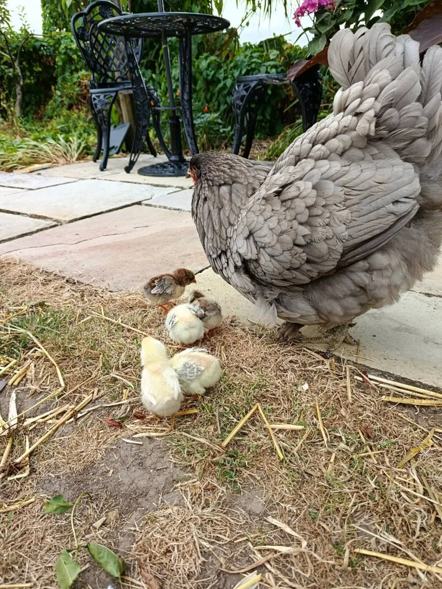 Hen and Chicks - Image 2