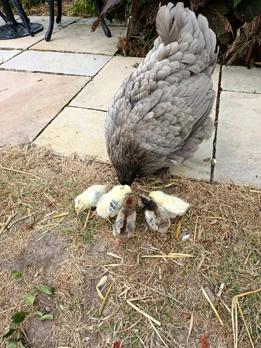 Hen and Chicks - Image 4
