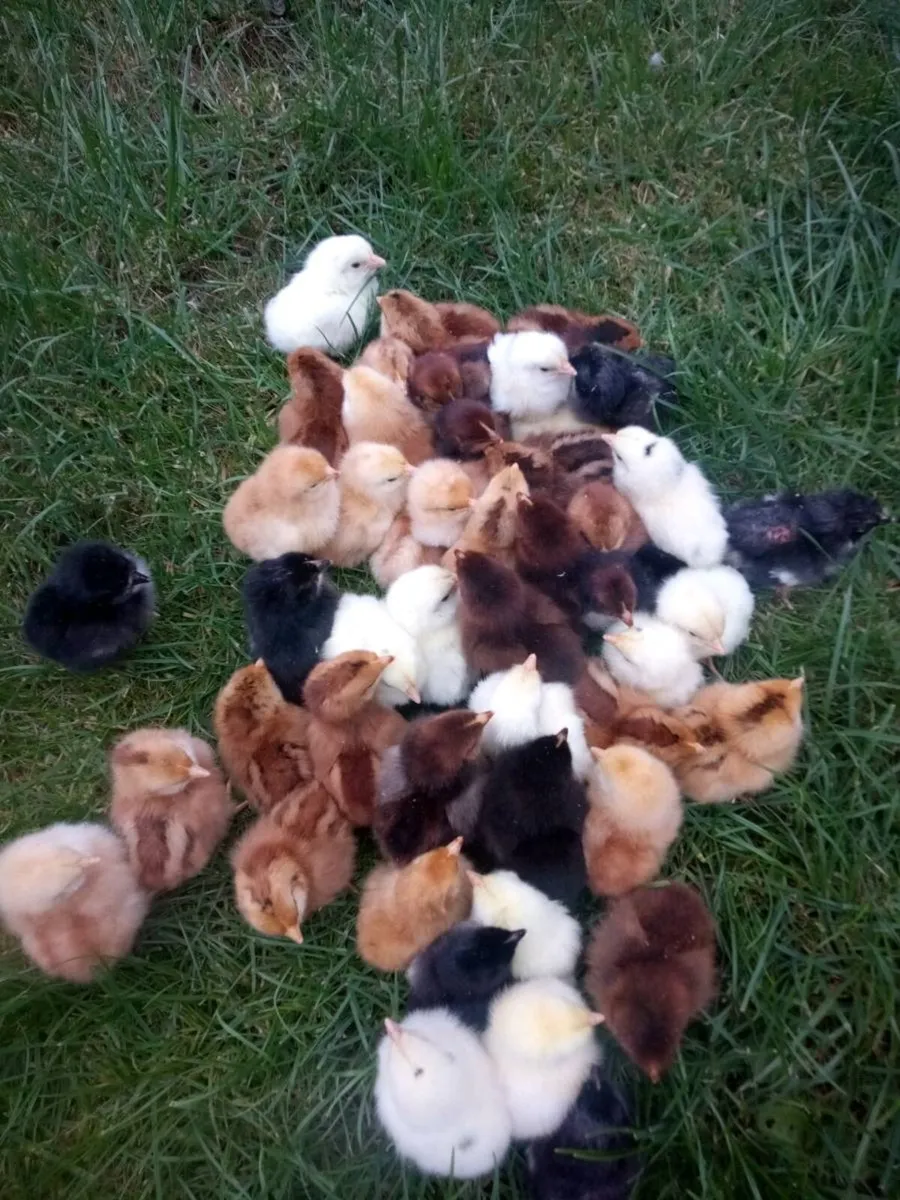 Day old chick's - Image 1