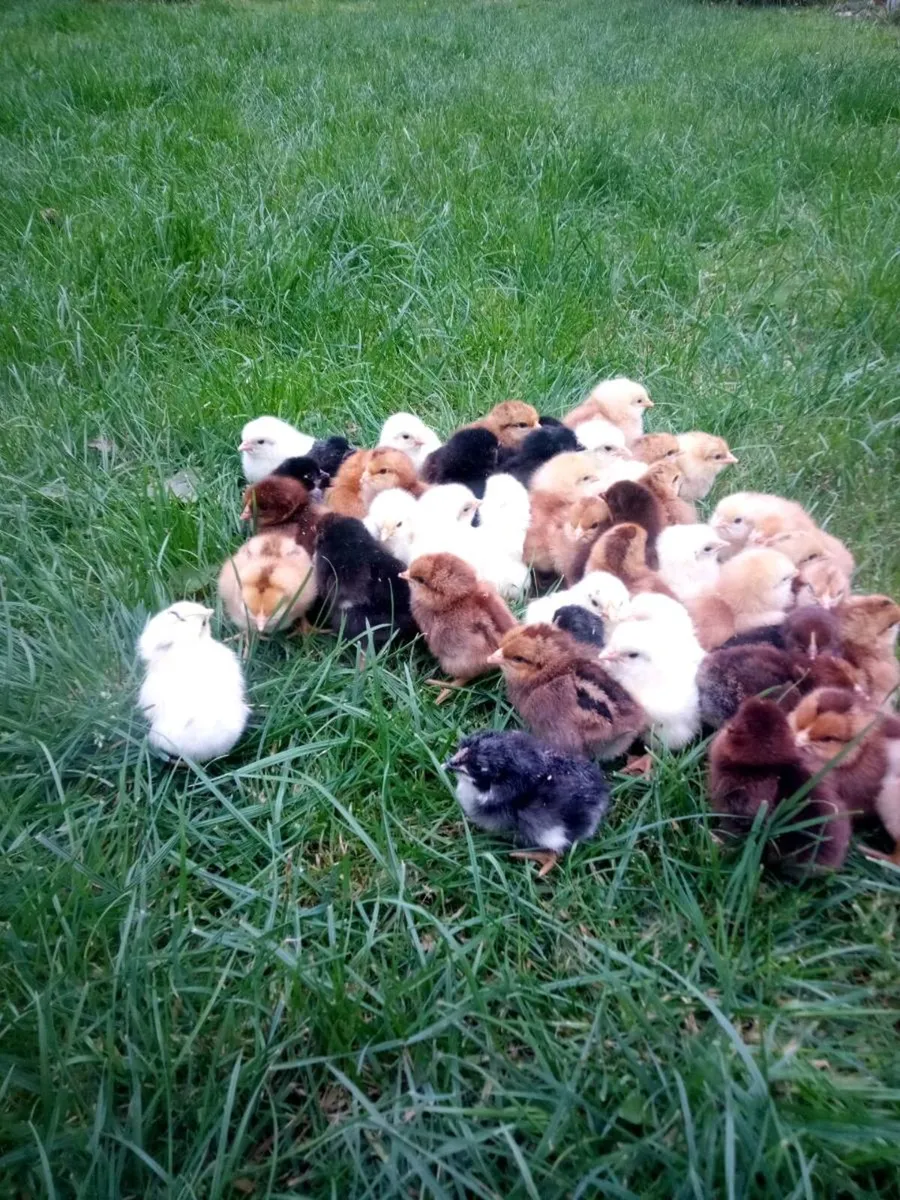 Day old chick's - Image 3