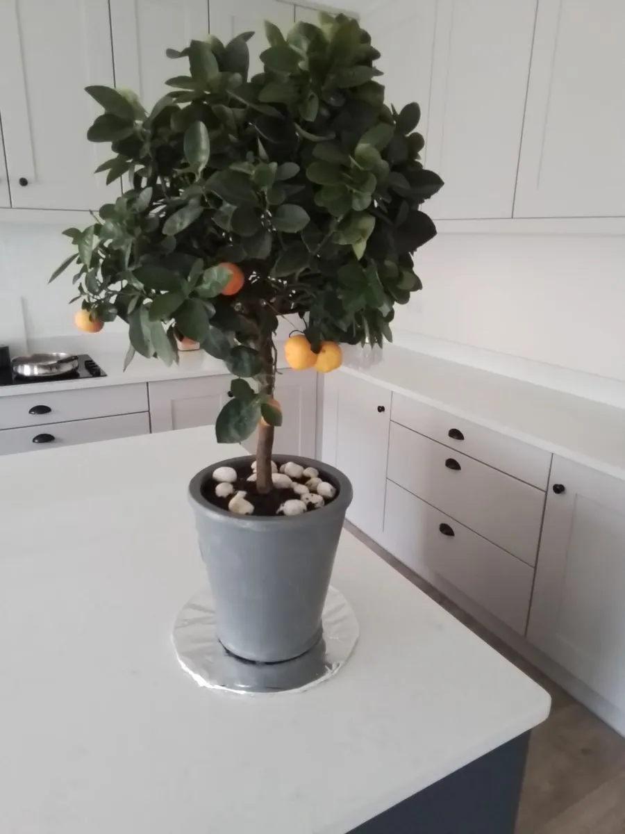3ft orange plant