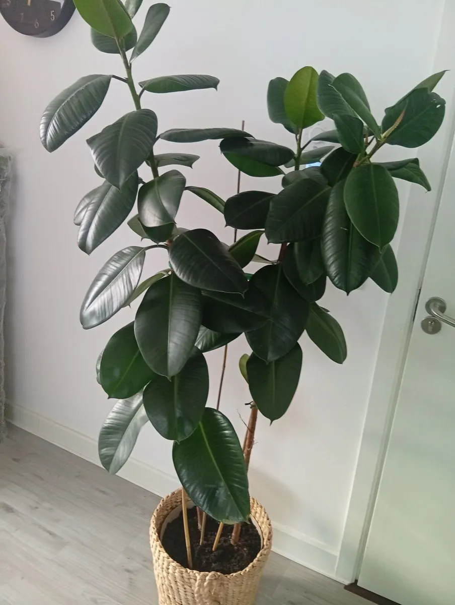 Huge Rubber Ficus Plant in pot - Image 3