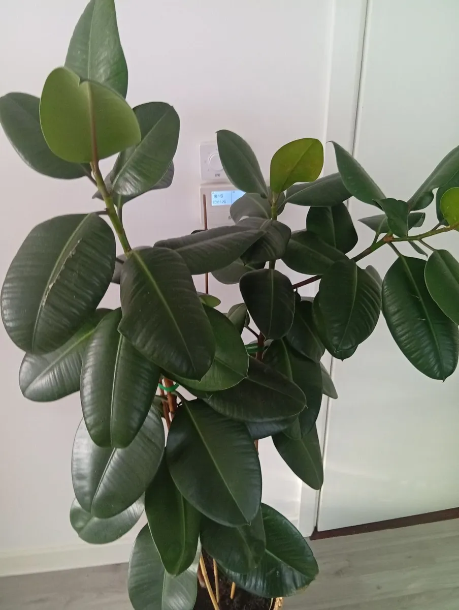 Huge Rubber Ficus Plant in pot - Image 2