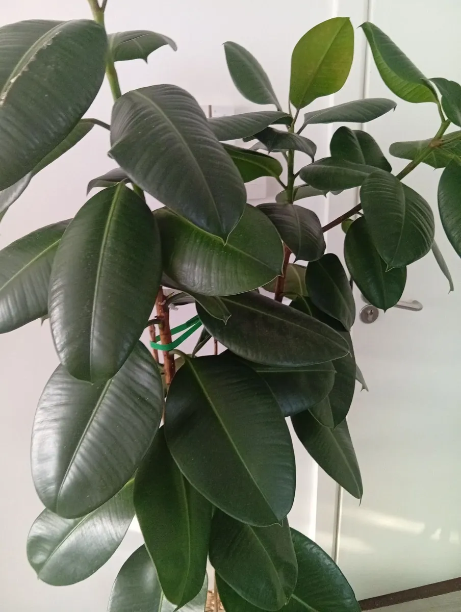 Huge Rubber Ficus Plant in pot - Image 1