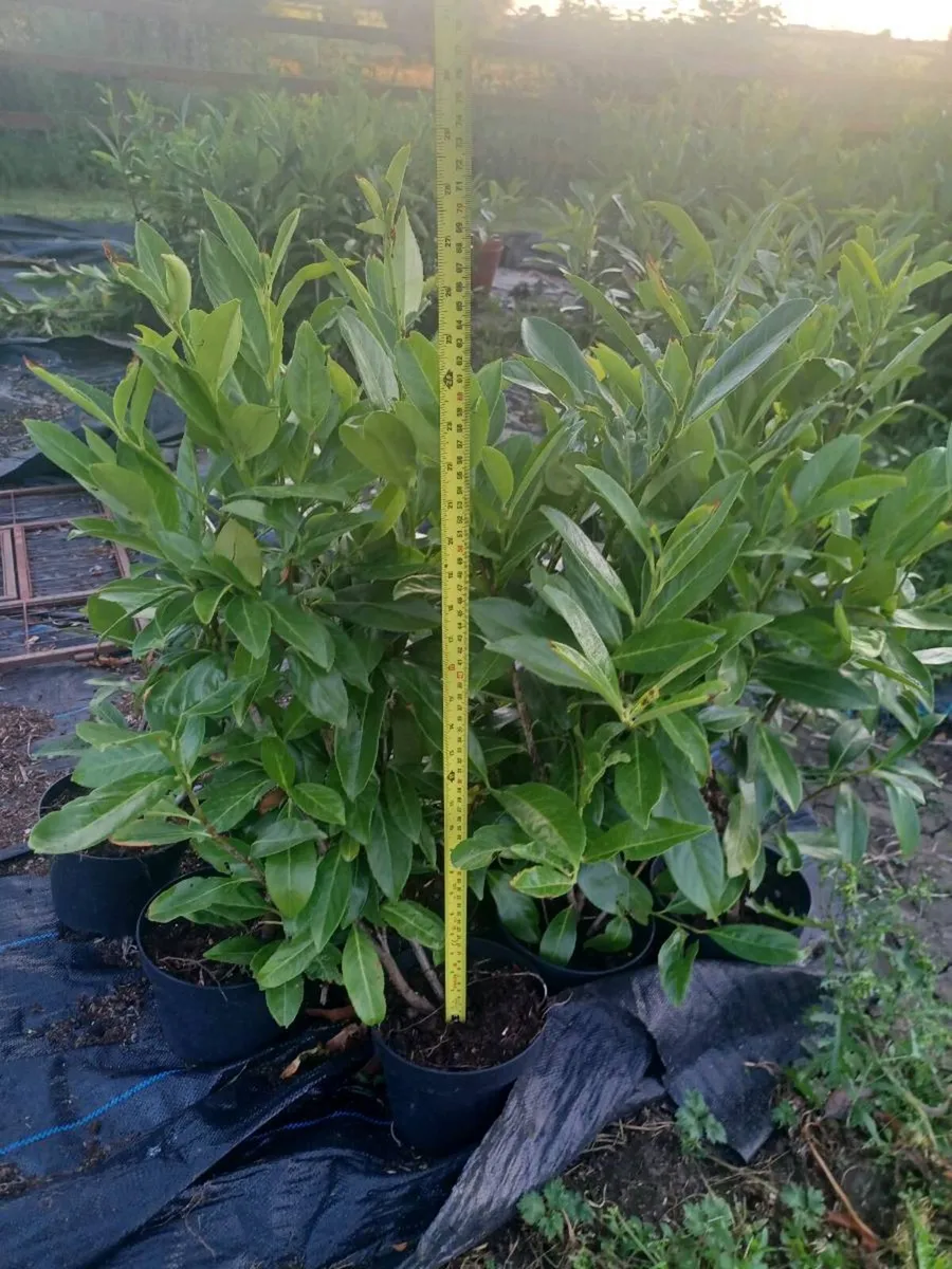 Laurel - Image 2