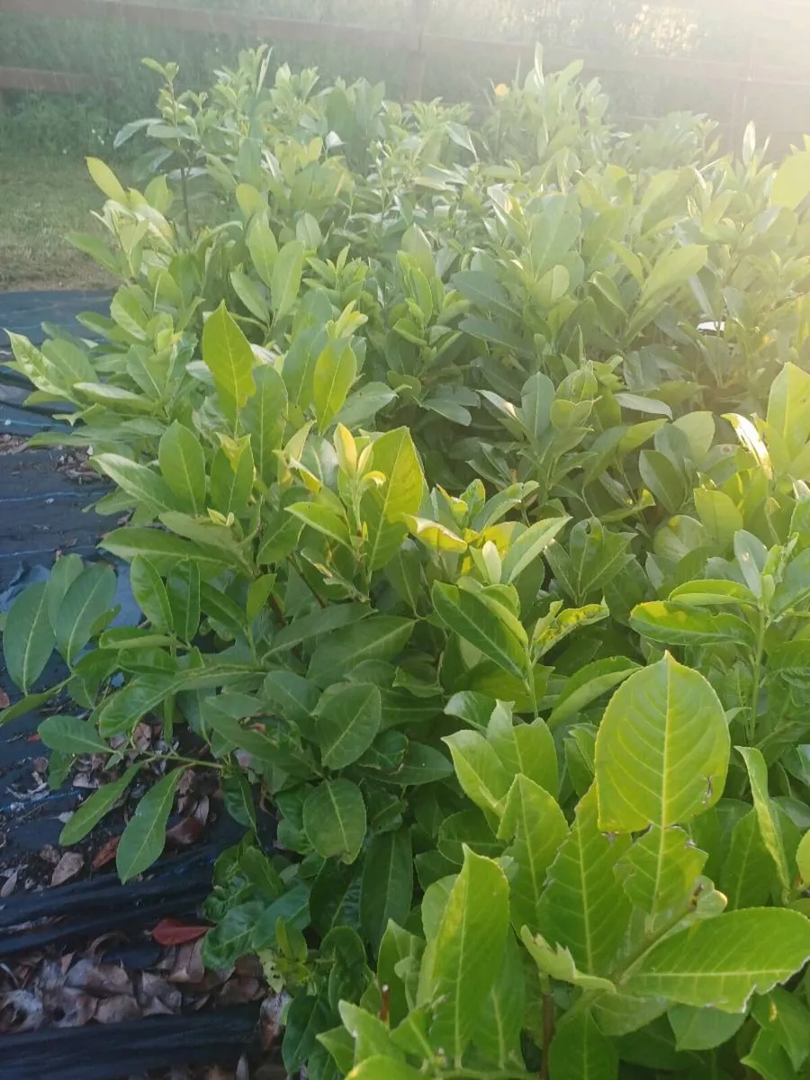 Laurel - Image 4