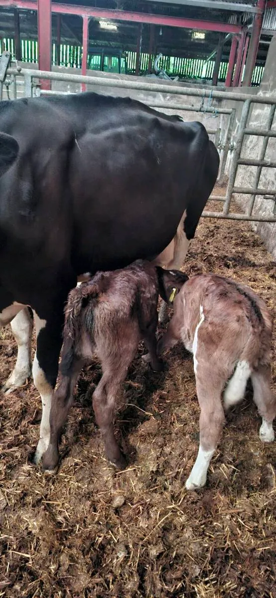 British fresian cows and 2 calves - Image 1