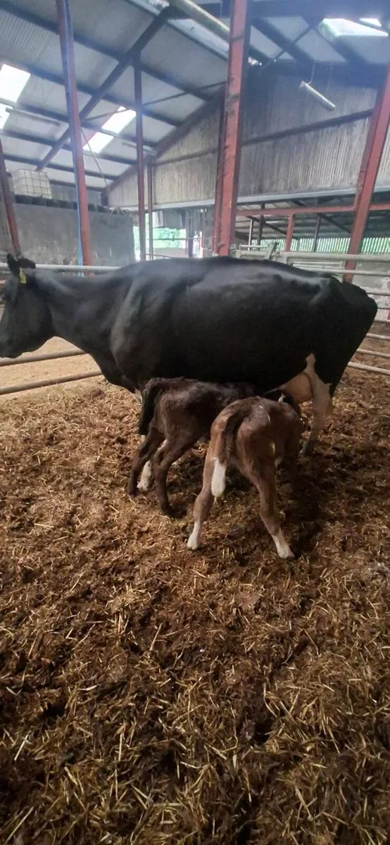 British fresian cows and 2 calves - Image 2