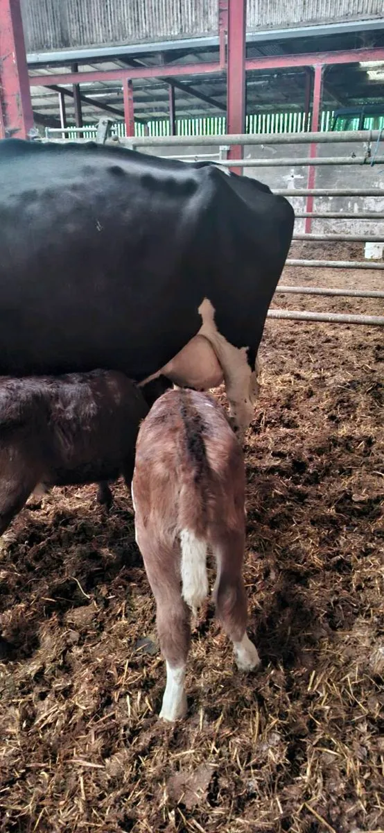 British fresian cows and 2 calves - Image 3