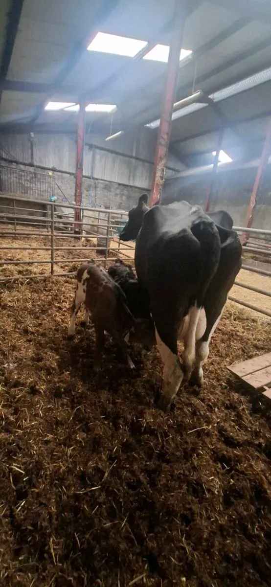 British fresian cows and 2 calves - Image 4