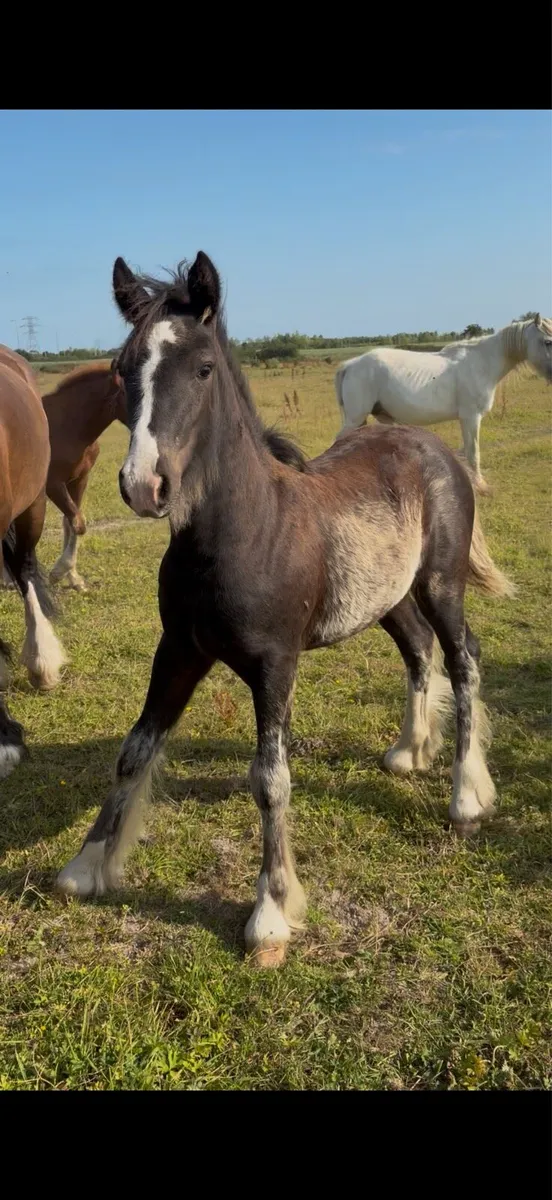 Stepping filly - Image 2