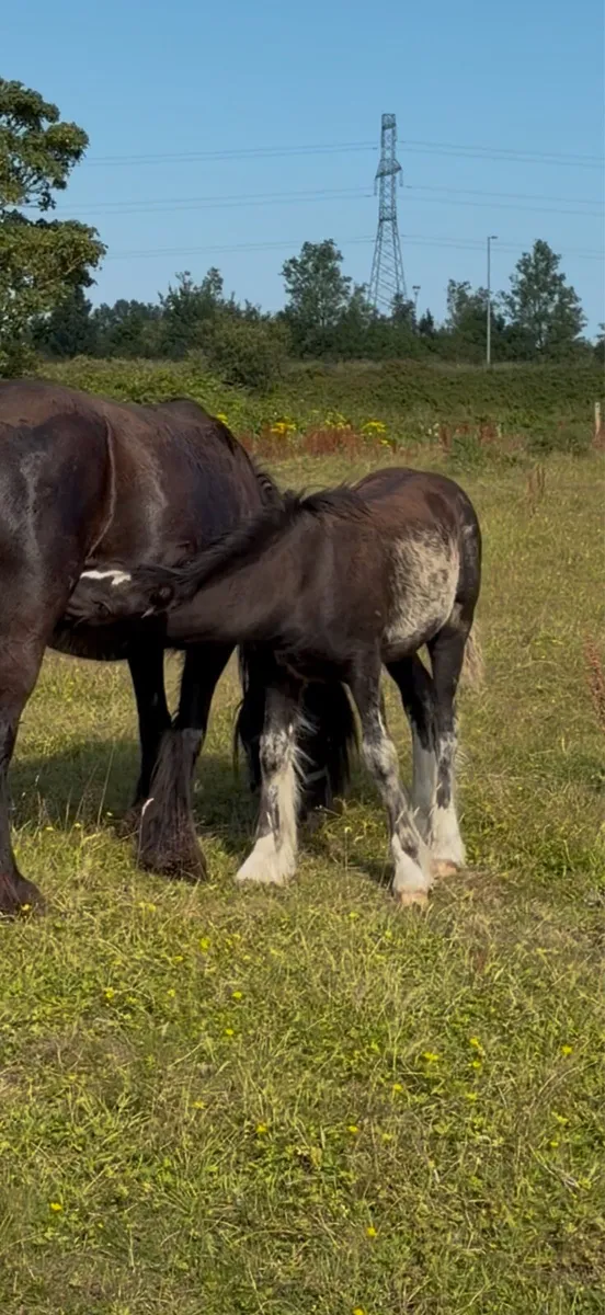 Stepping filly - Image 3