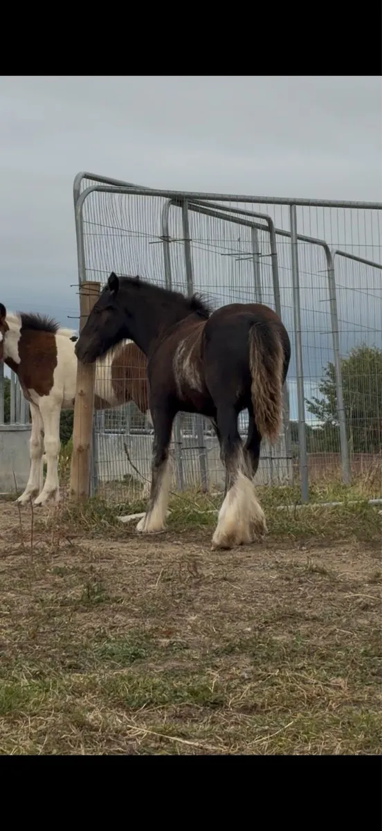 Stepping filly - Image 1