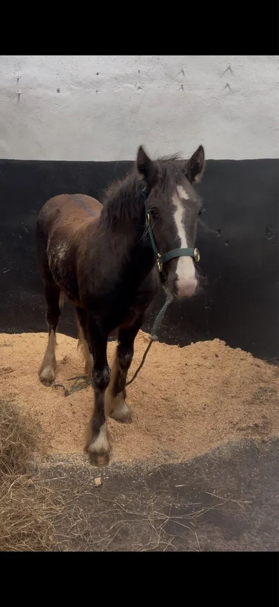 Stepping filly - Image 4