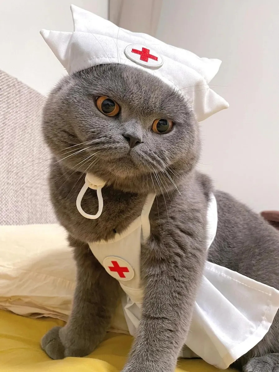 Amazing Purebred British Shorthair kittens - Image 3