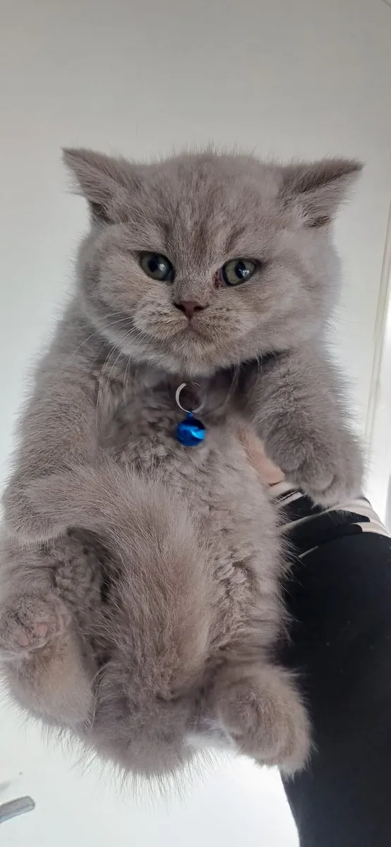 Amazing Purebred British Shorthair kittens - Image 2