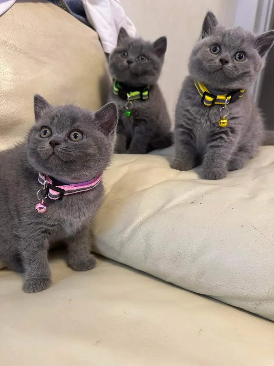 Amazing Purebred British Shorthair kittens - Image 4