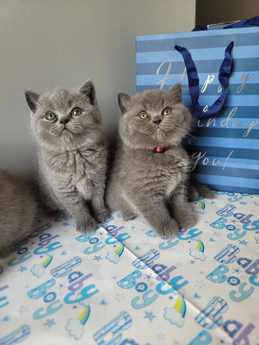 Amazing Purebred British Shorthair kittens - Image 1
