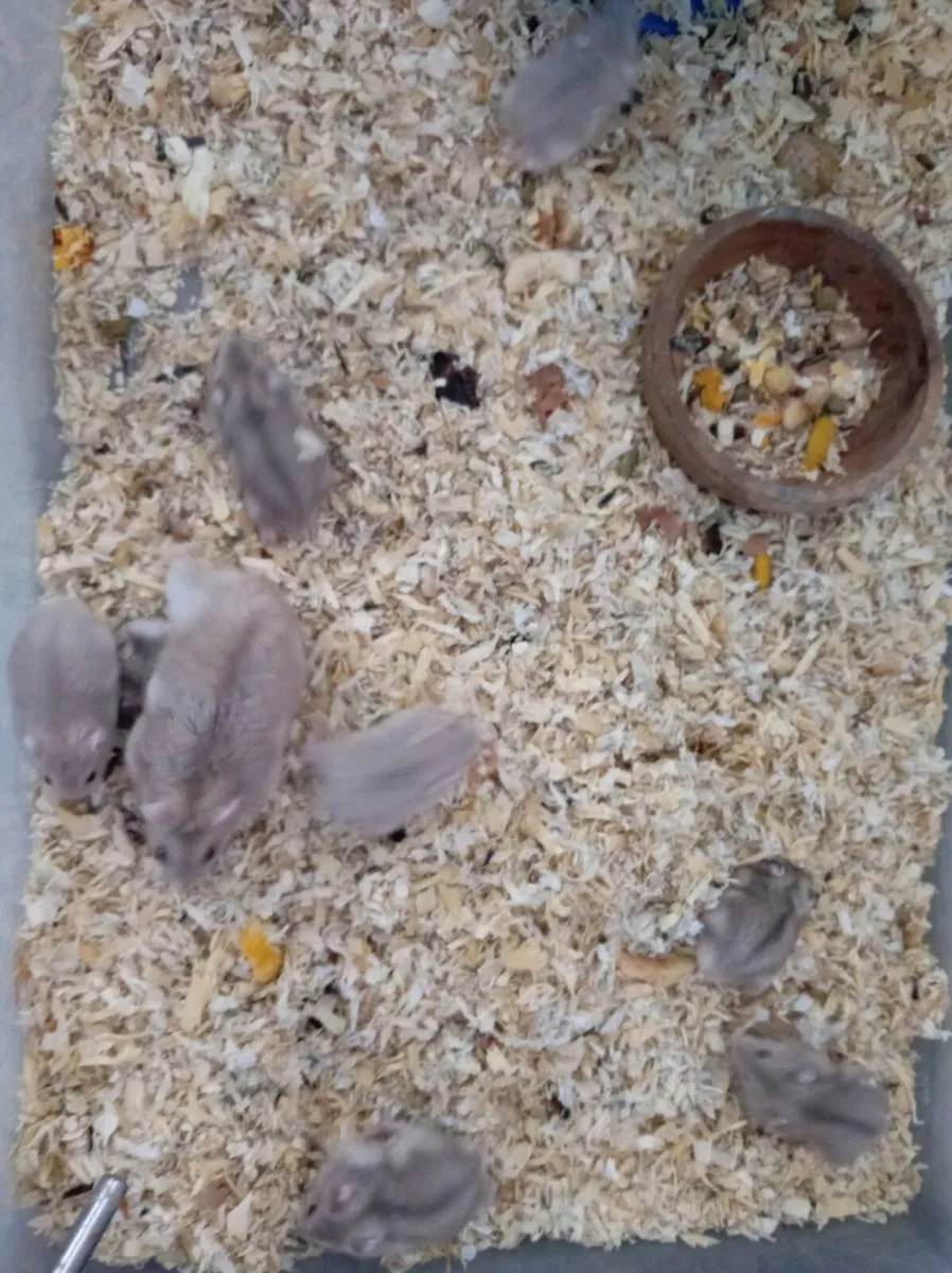 Hamster - Image 1