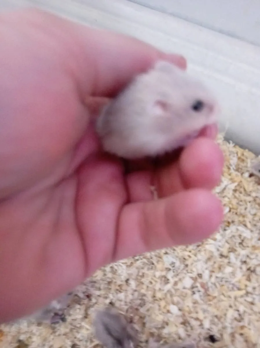 Hamster - Image 2