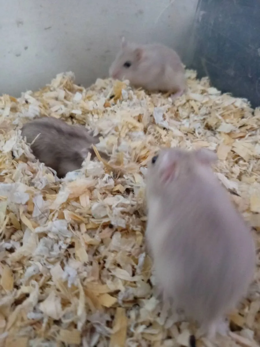 Hamster - Image 3