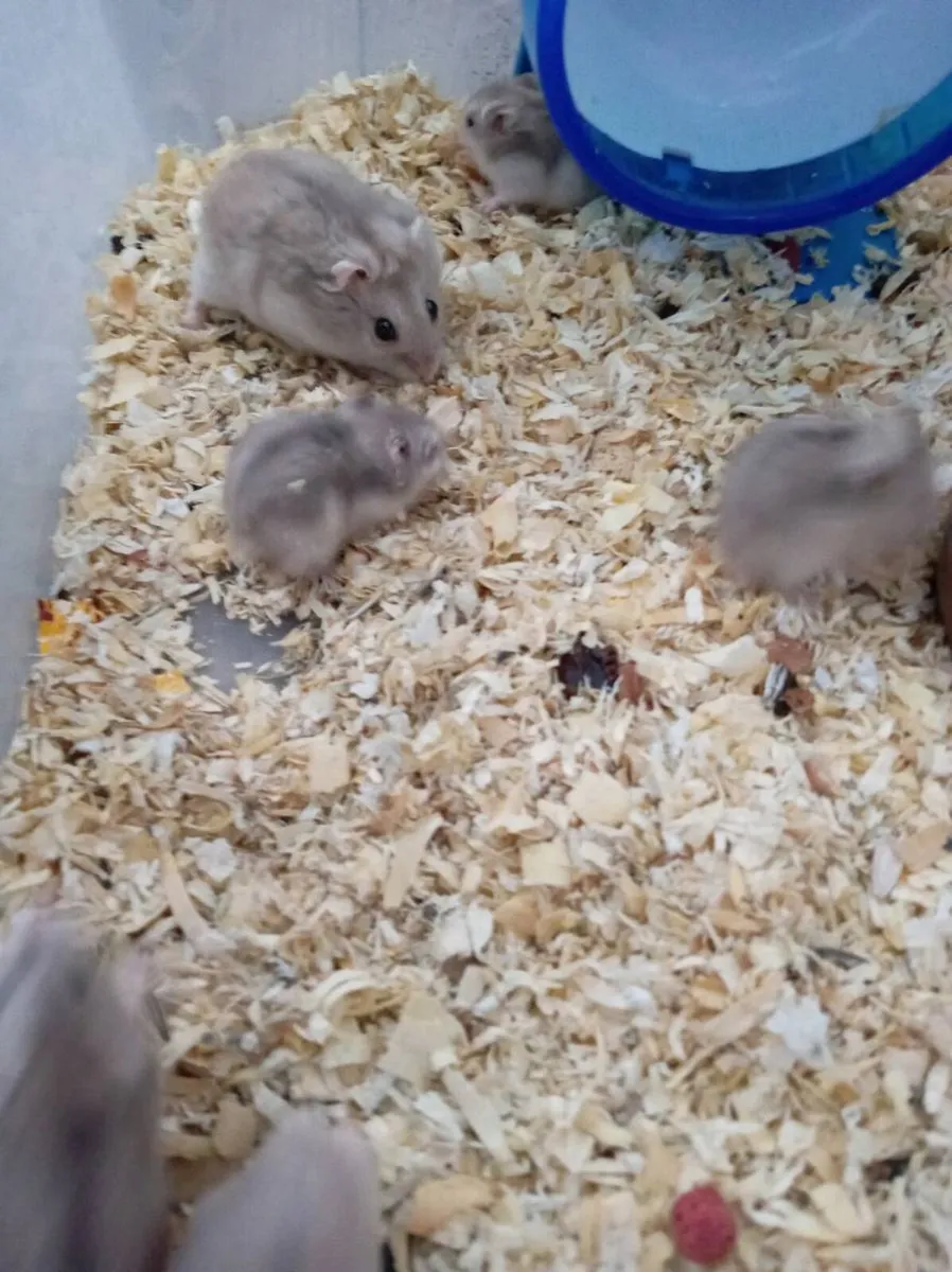 Hamster - Image 4
