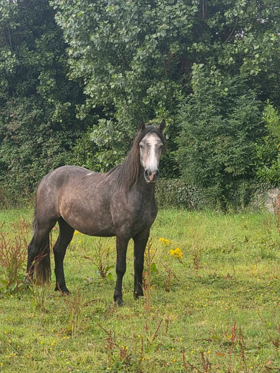 Connemara Gelding - Image 2