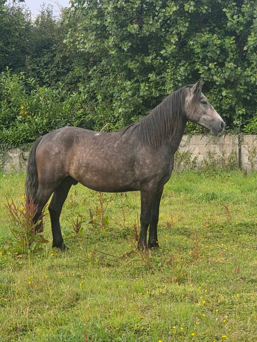 Connemara Gelding - Image 3