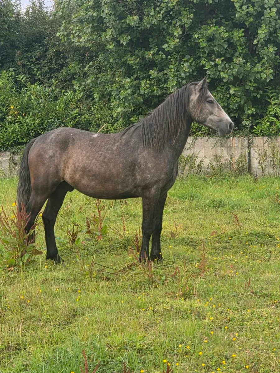 Connemara Gelding - Image 1