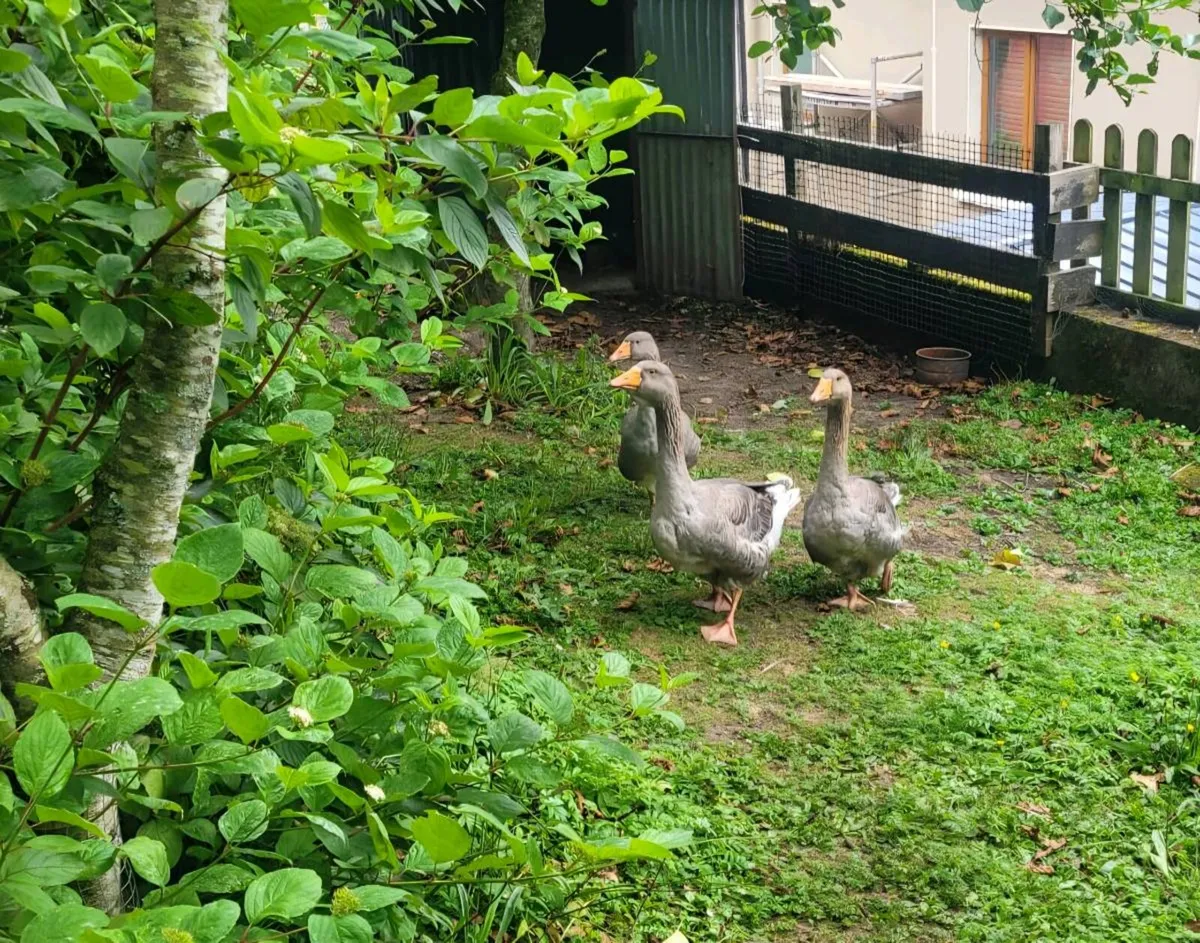 Toulouse Geese - Image 1