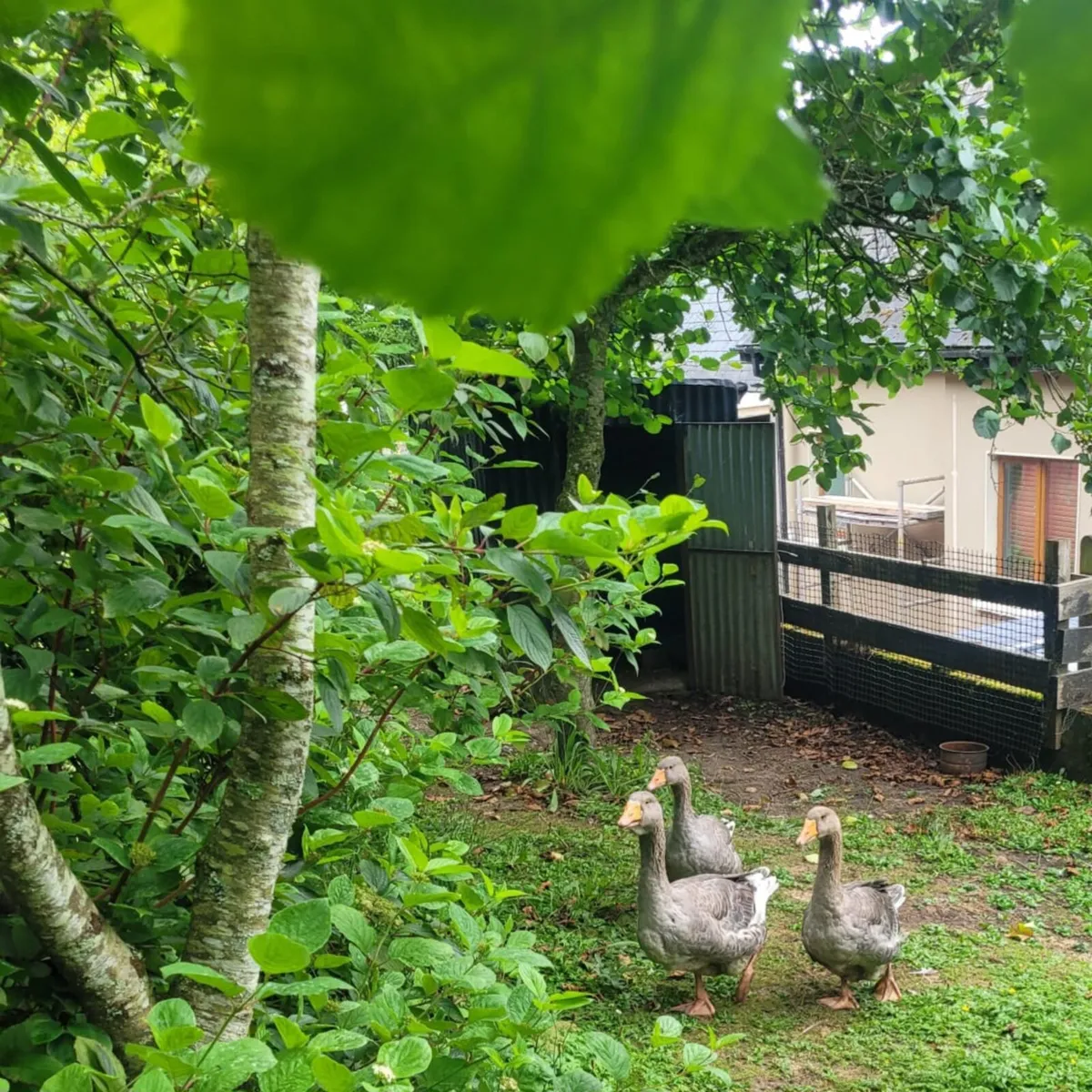 Toulouse Geese - Image 2