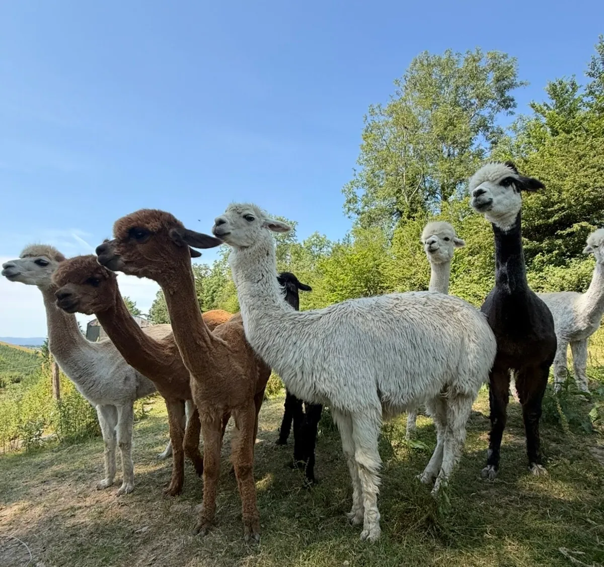 Quality Alpacas for sale - Image 1