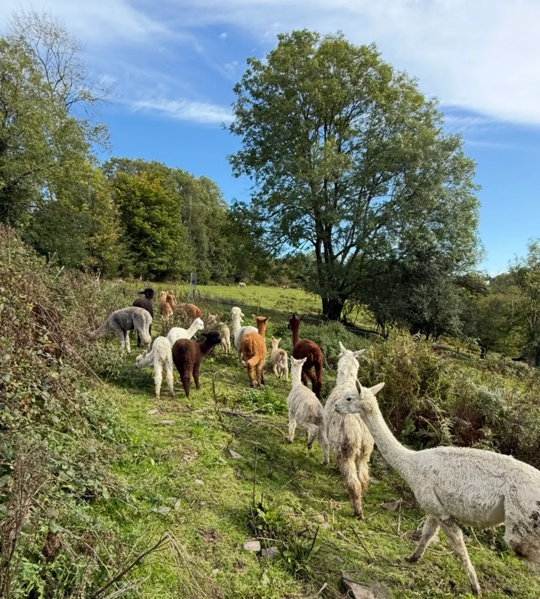 Quality Alpacas for sale - Image 2